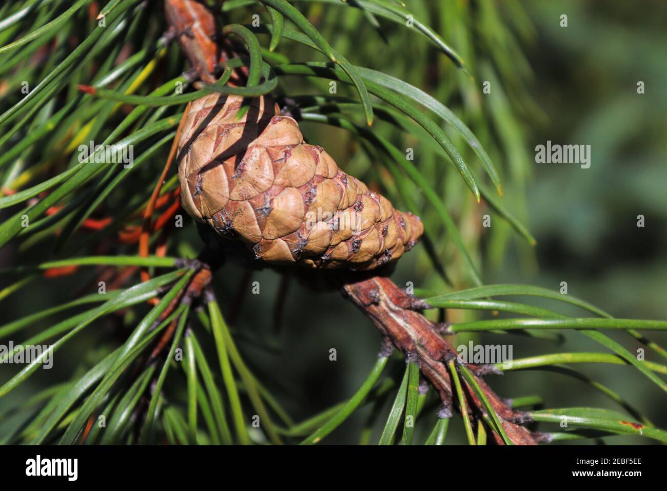 An older but closed pine cone on a branch Stock Photo