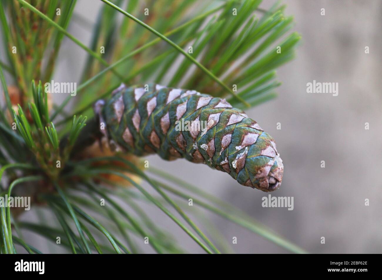 A young green pine cone on a Swiss Stone Pine tree Stock Photo