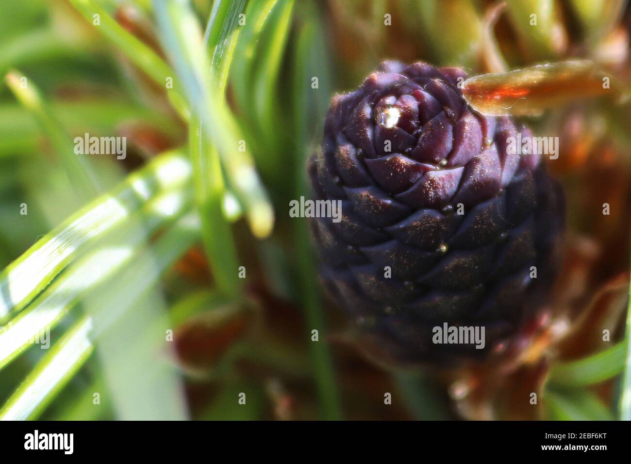Macro of a female pollen cone on a Wiethorst Pine tree Stock Photo