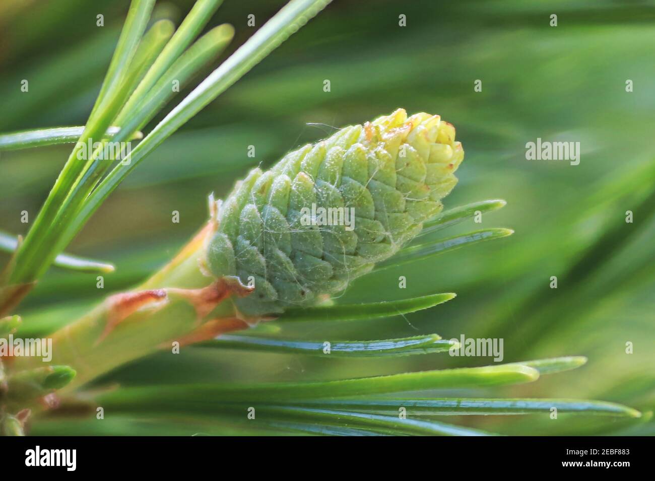 Macro of young Swiss Stone Pine cone Stock Photo