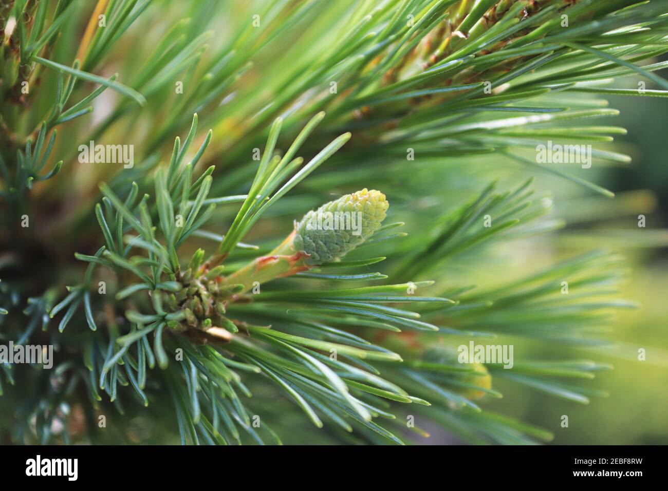 Background of a pine cone forming between long needles Stock Photo