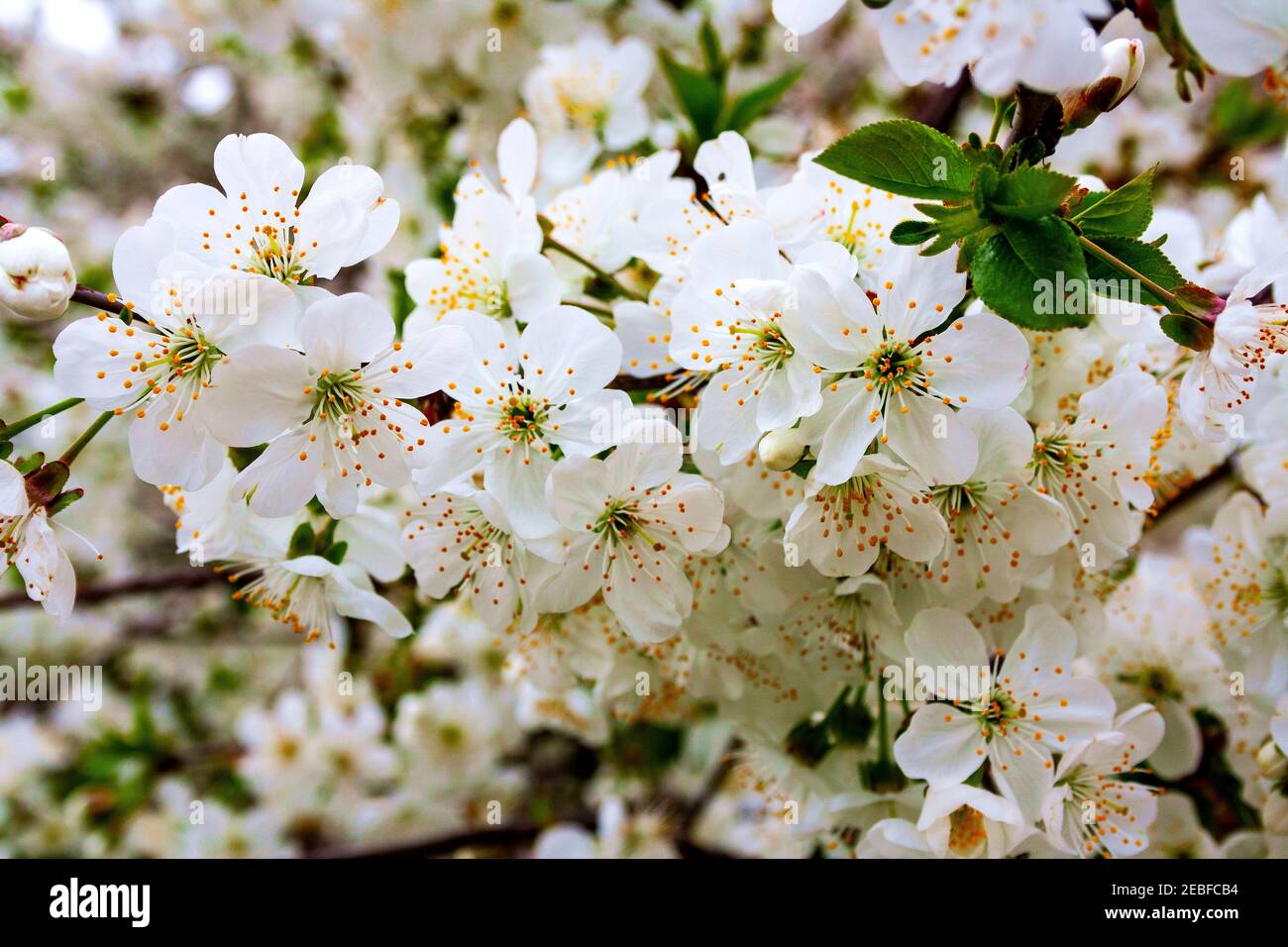 branches of the cherry berry tree during flowering with flowers Stock Photo