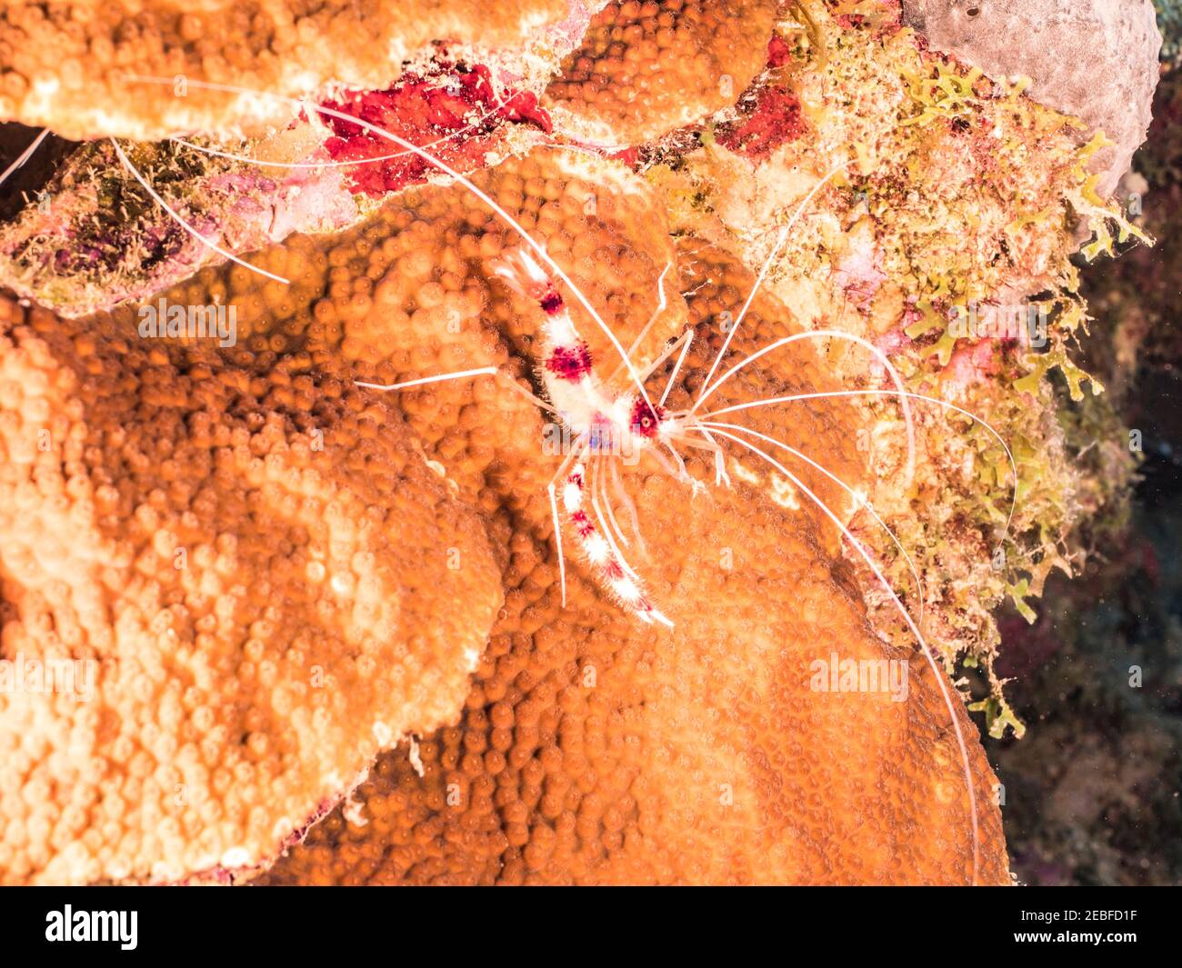 Close up of Banded Cleaner Shrimp in coral reef of Caribbean Sea, Curacao Stock Photo