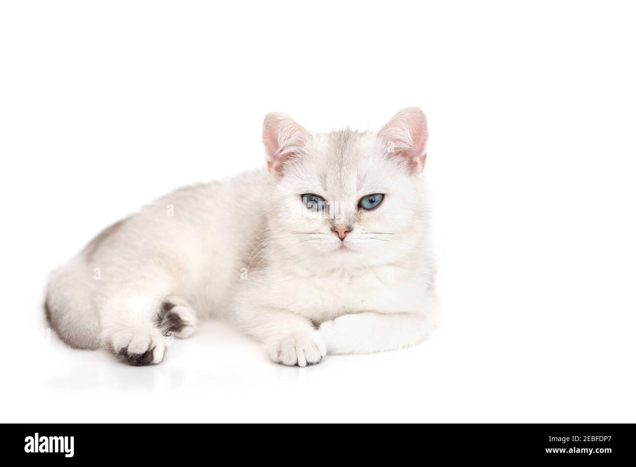 White beautiful kitten British silver chinchilla lies with blue eyes isolated on a white background Stock Photo