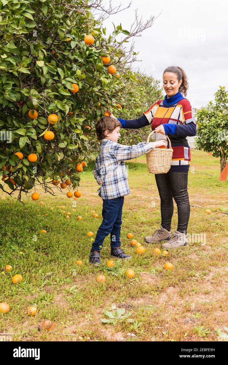 Woman and child in an orange grove picking oranges. Stock Photo
