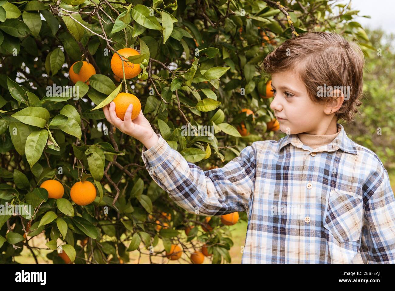 Caucasian child picking an orange from the branch of an orange tree. Stock Photo