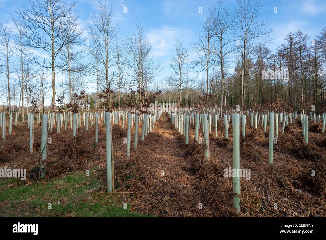 Reforestation with young deciduous trees in growth tubes. Stock Photo
