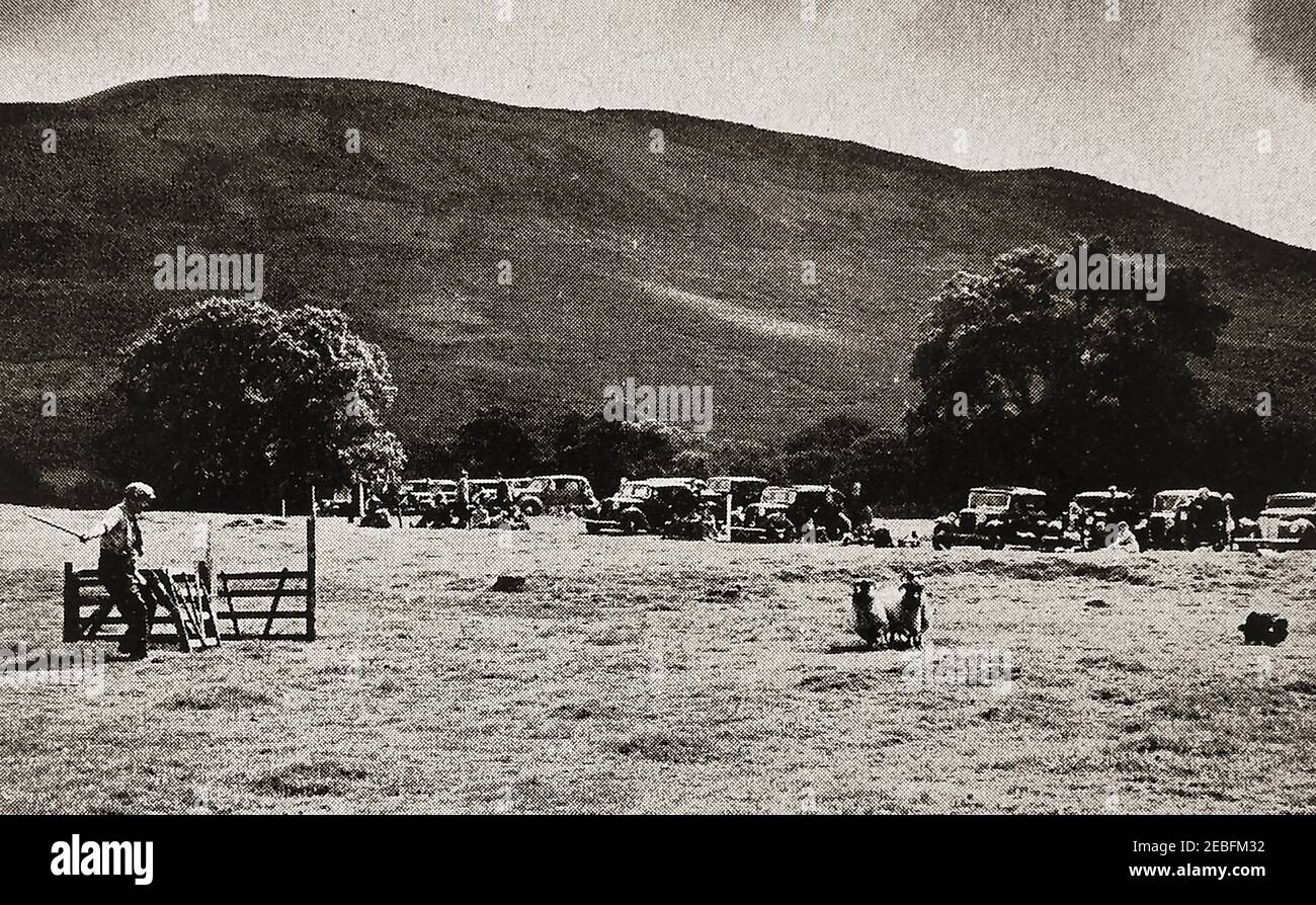 An early press photograph of  traditional sheep dog trials in Westmorland, England. The old vehicles suggest the photo was taken inthe late 1940's or very early 1950's. Sheep dog trials are said to have spread from  Wanaka, New Zealand, in 1867 and were quickly adopted in spread in Britain within the next few years. (The first being held in Bala, Wales, on October 9, 1873, organised by  by Richard John Lloyd Price, squire of Rhiwlas Estate ). Stock Photo