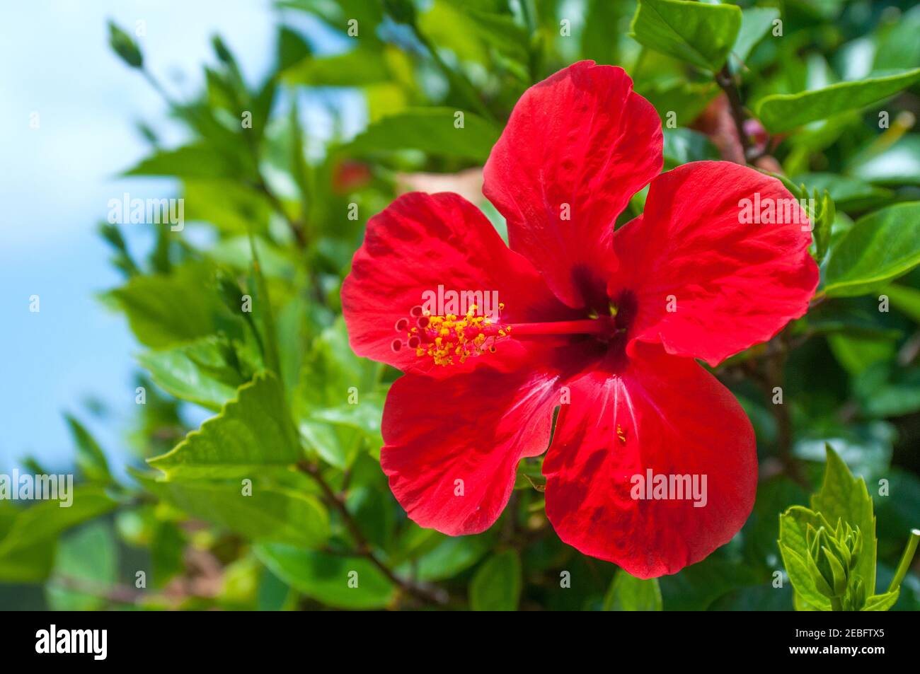 Red hibiscus tropical flower Stock Photo