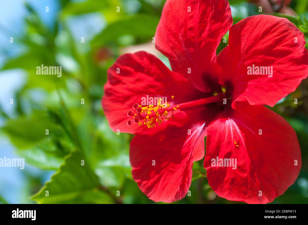 Red hibiscus tropical flower Stock Photo