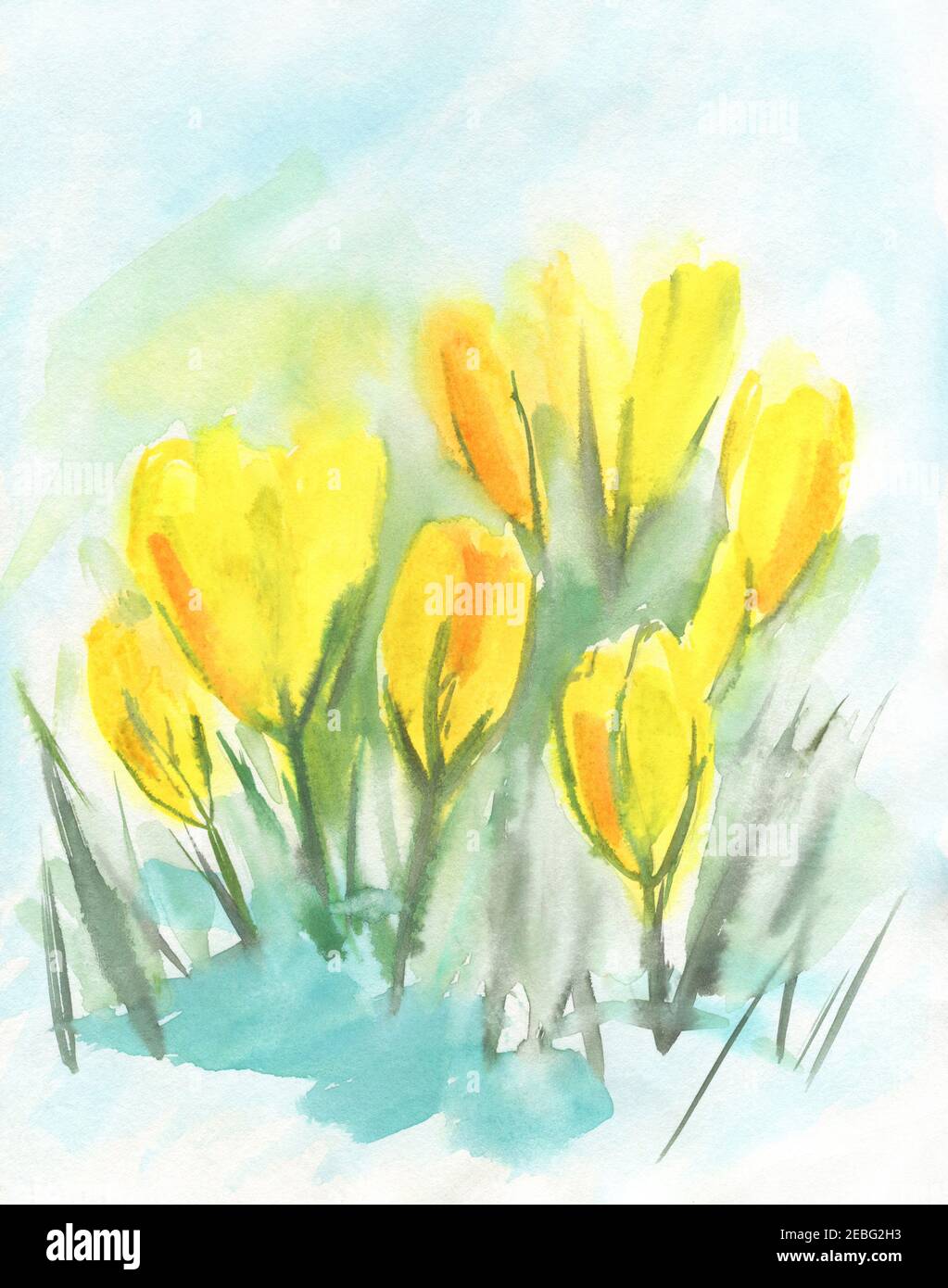 Watercolor yellow crocuses. Saffron flowers. Spring flowers primroses. Drawn by hand. Stock Photo