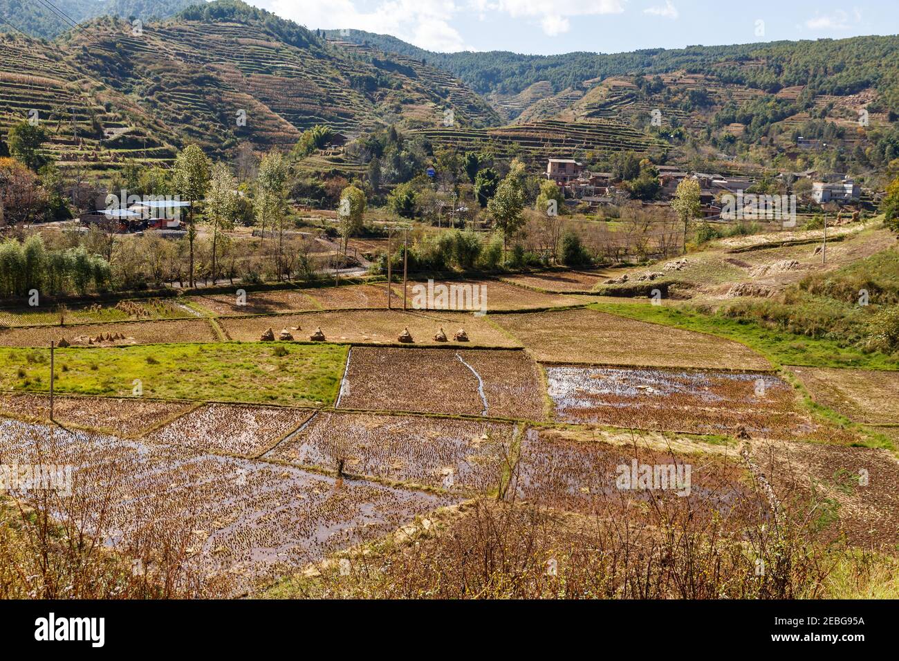 Empty Rice Fields empty rice fields after harvest, Yunnan Province. Harvesting rice in ...