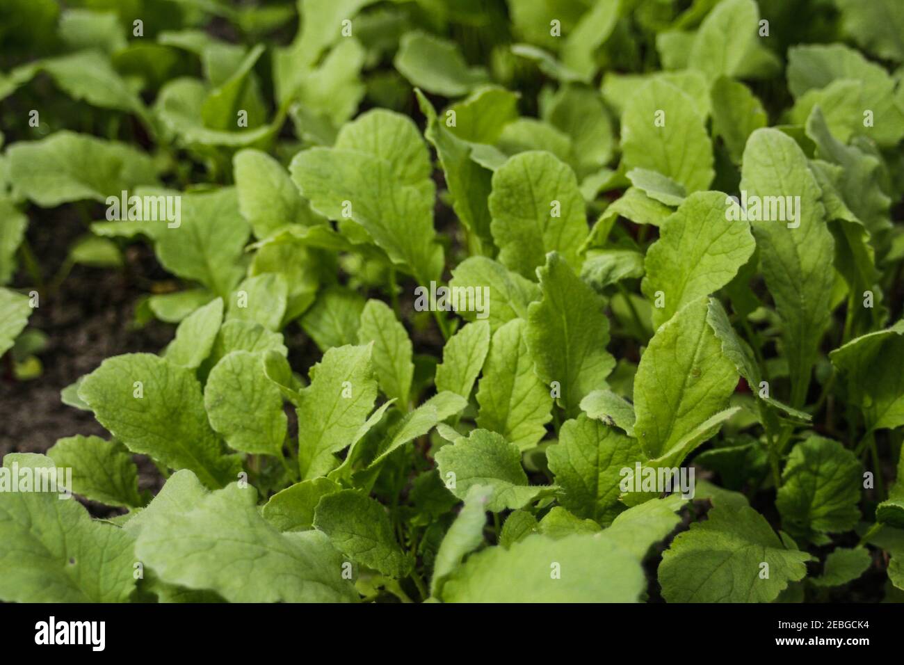 Texture of radish leaves. Radish leaves background. Radish grows in a
