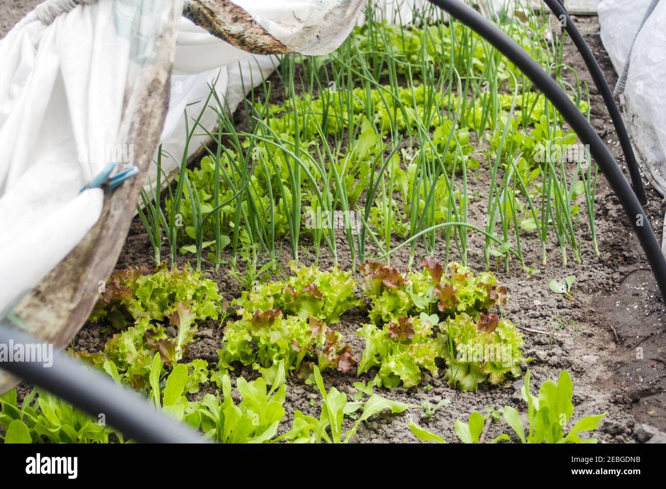 The technology of growing onions, radishes and lettuce in a greenhouse