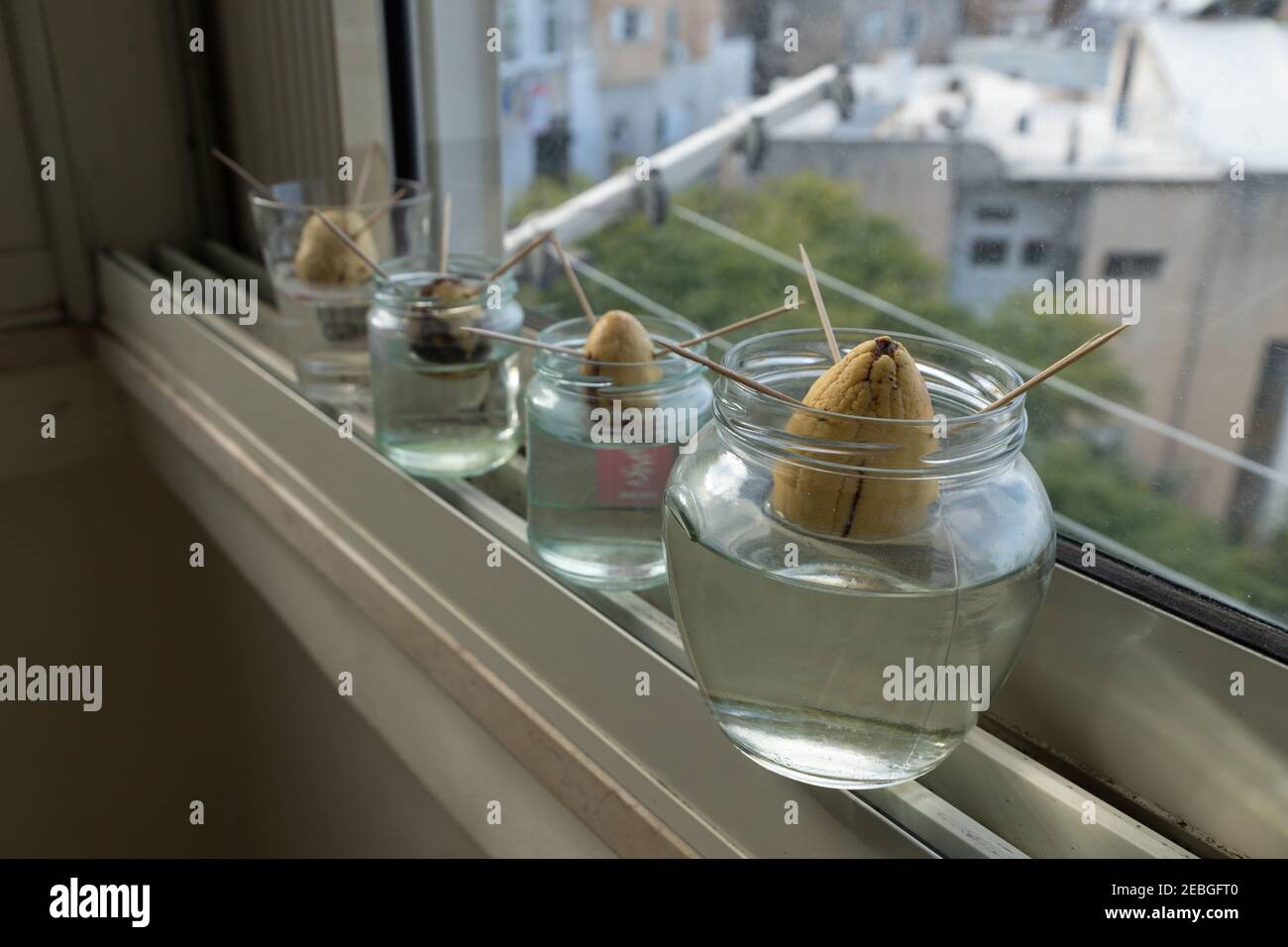 Germination method. The avocado seed is in a jar of water Stock Photo