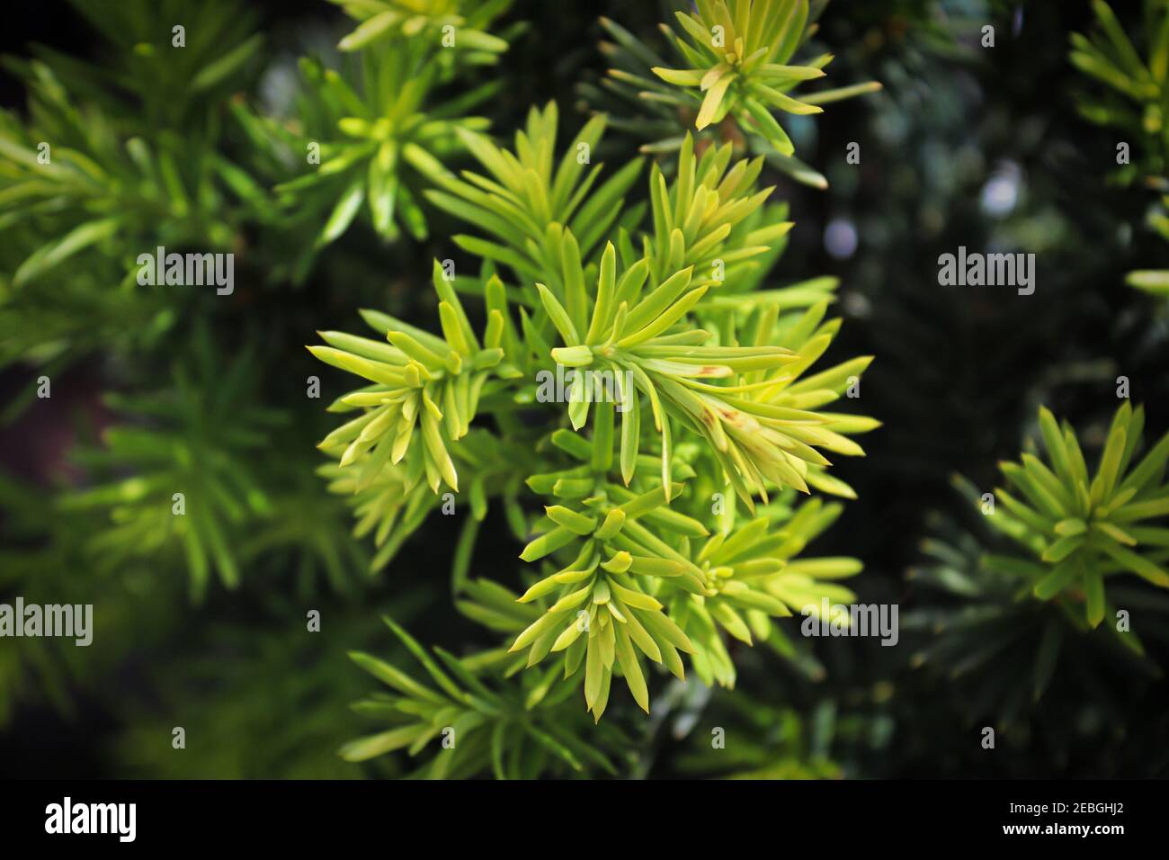 Closeup of the green branches on a Hicks Yew Stock Photo