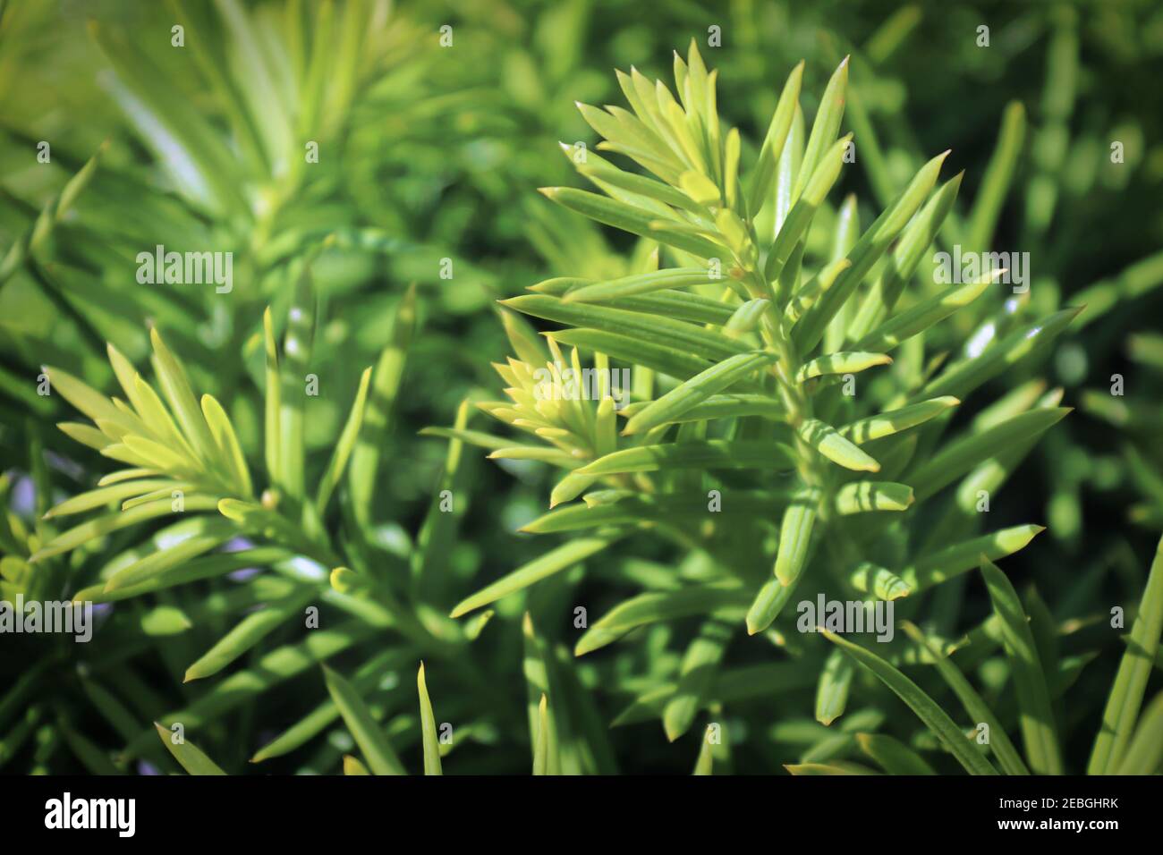 Background macro of a needles on a Hicks Yew Stock Photo