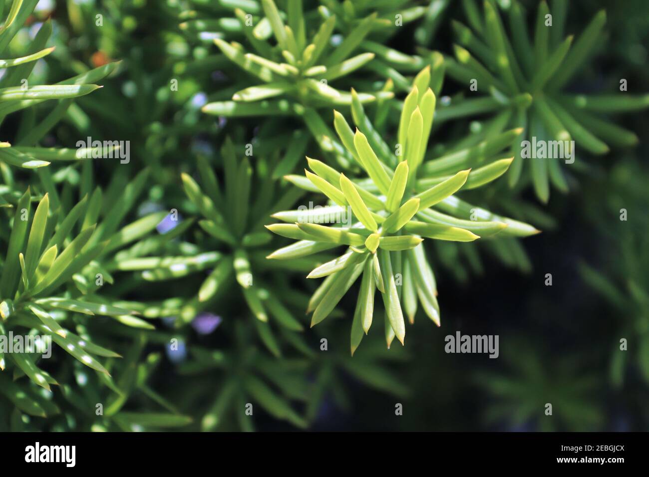 Closeup of the green branches on a Hicks Yew Stock Photo