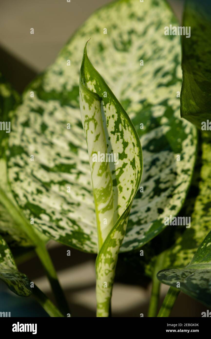 Dieffenbachia compacta .Dumb cane. plant leaves top view Stock Photo