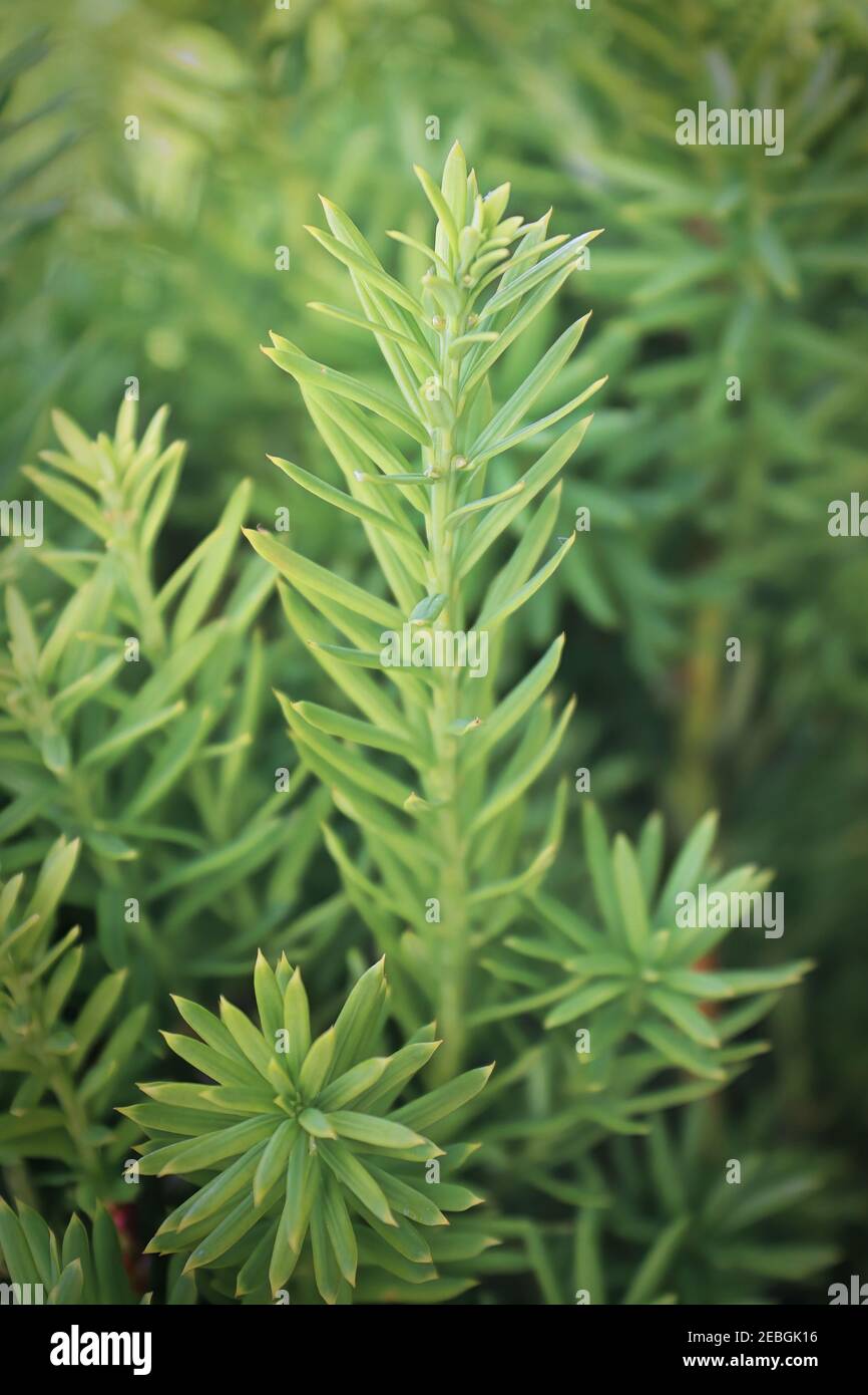 Vertical photo of evergreen branches on a yew Stock Photo