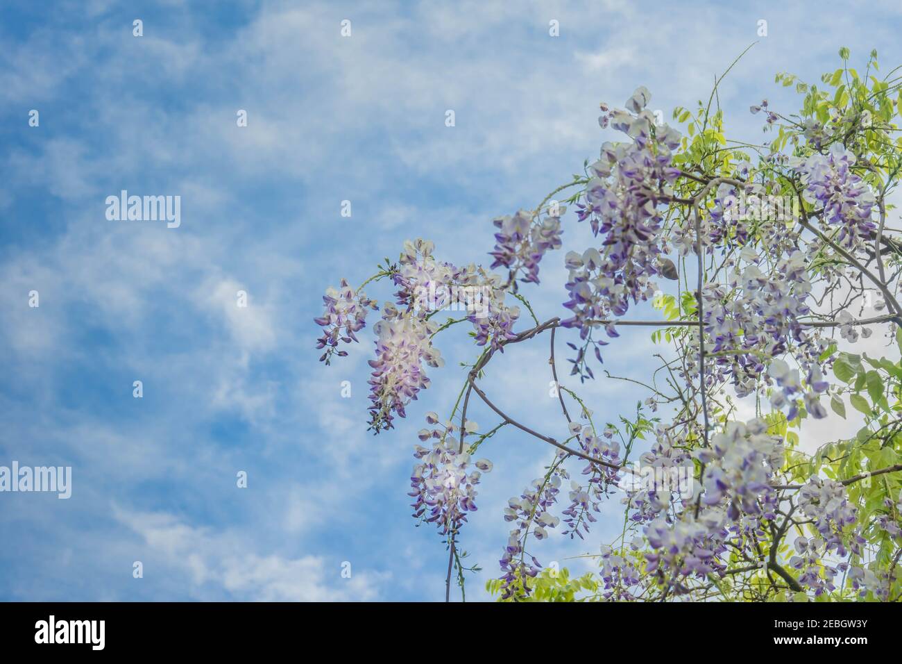 Flowering violet wisteria plants on blue sky with white clouds background. Blooming spring flowers of wisteria. Wisteria - genus of flowering plants i Stock Photo