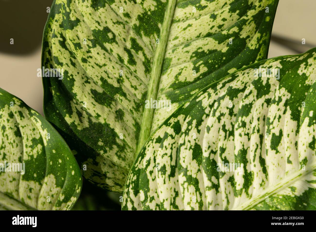 Dieffenbachia compacta .Dumb cane. plant leaves top view Stock Photo