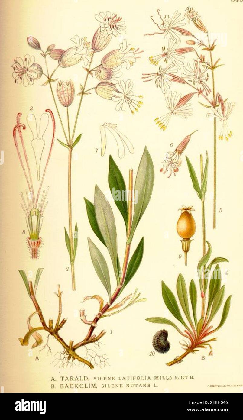 Nordens flora Silene latifolia et nutans. Stock Photo