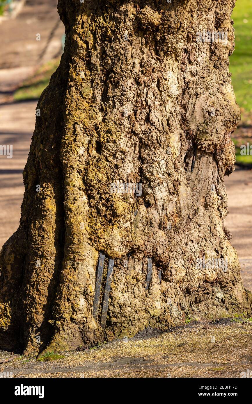 Gnarled oak tree which has gradually surrounded an old fence, shot in a local park. Stock Photo