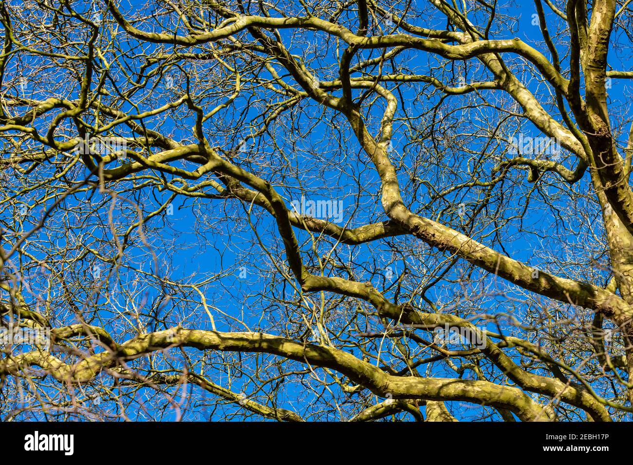 Branches intertwined on a tree with a deep blue sky behind. Lit with a low winter sun. Stock Photo