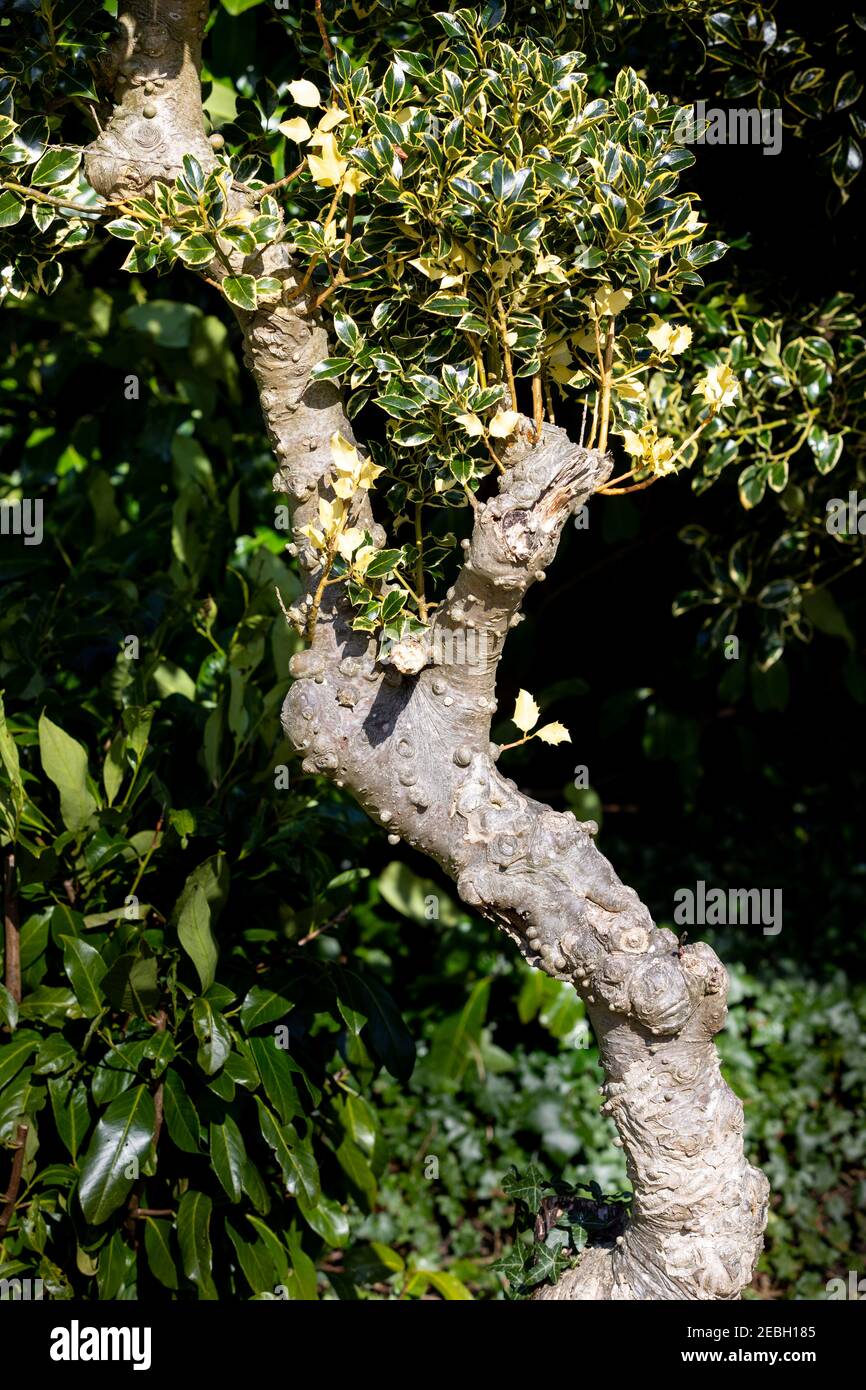 Detail of a gnarled trunk with holly taking over. Lit by a winter sun. Stock Photo