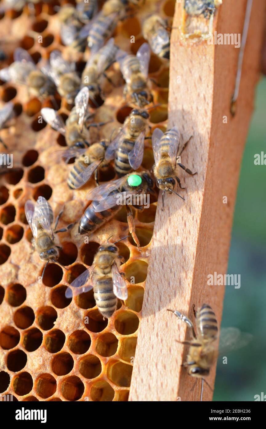 Buckfast queen bee marked with green dot for the year 2019 in bee hive with her Carnica mixed lineages honeybee daughters Stock Photo