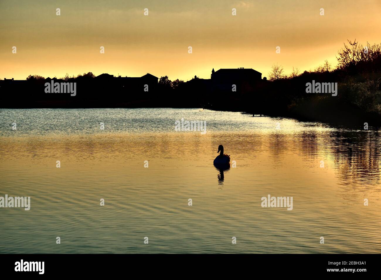 Amazing golden sunset at a lake with a swan Stock Photo