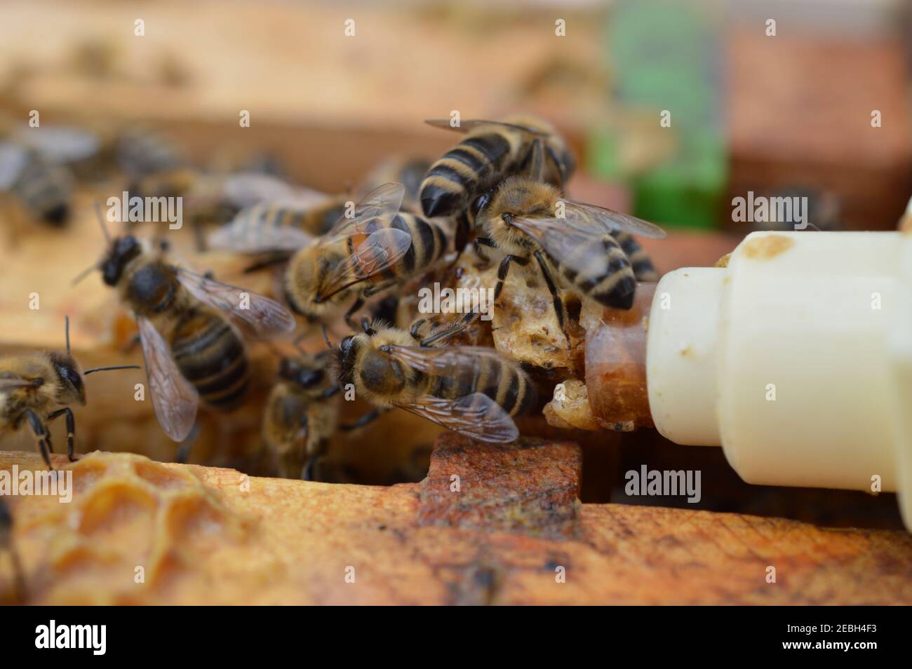 honey bee midwifes helping their queen while hatching from artificial queen cell Stock Photo