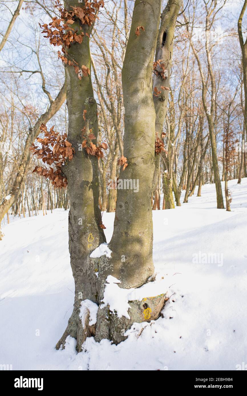 Parallel Shadows Parallel shadow lines on white snow background. Sunny winter day in a ...