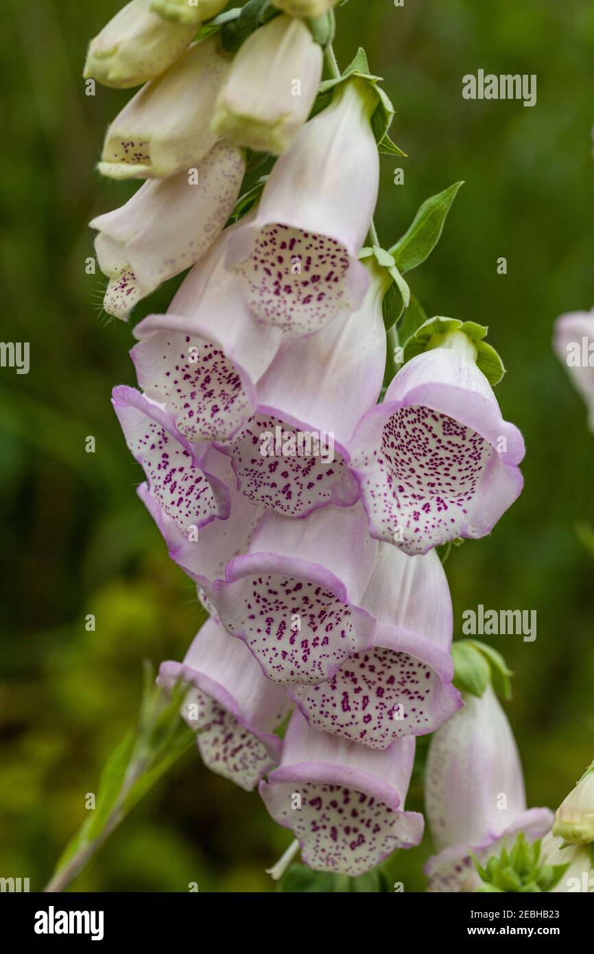Foxglove (Digitalis purpurea), medicinal plant, Newfoundland Stock ...