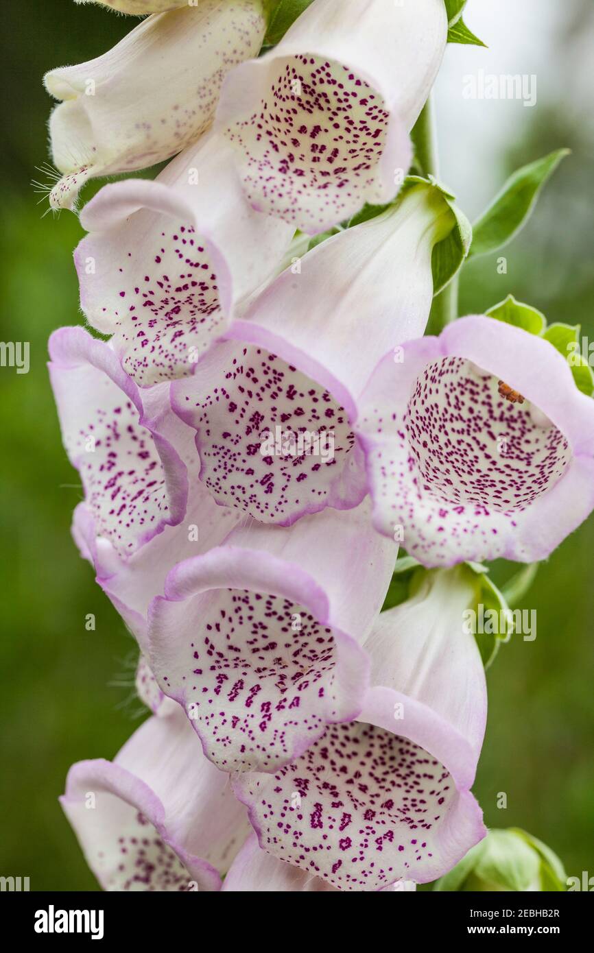 Foxglove (Digitalis purpurea), medicinal plant, Newfoundland Stock ...