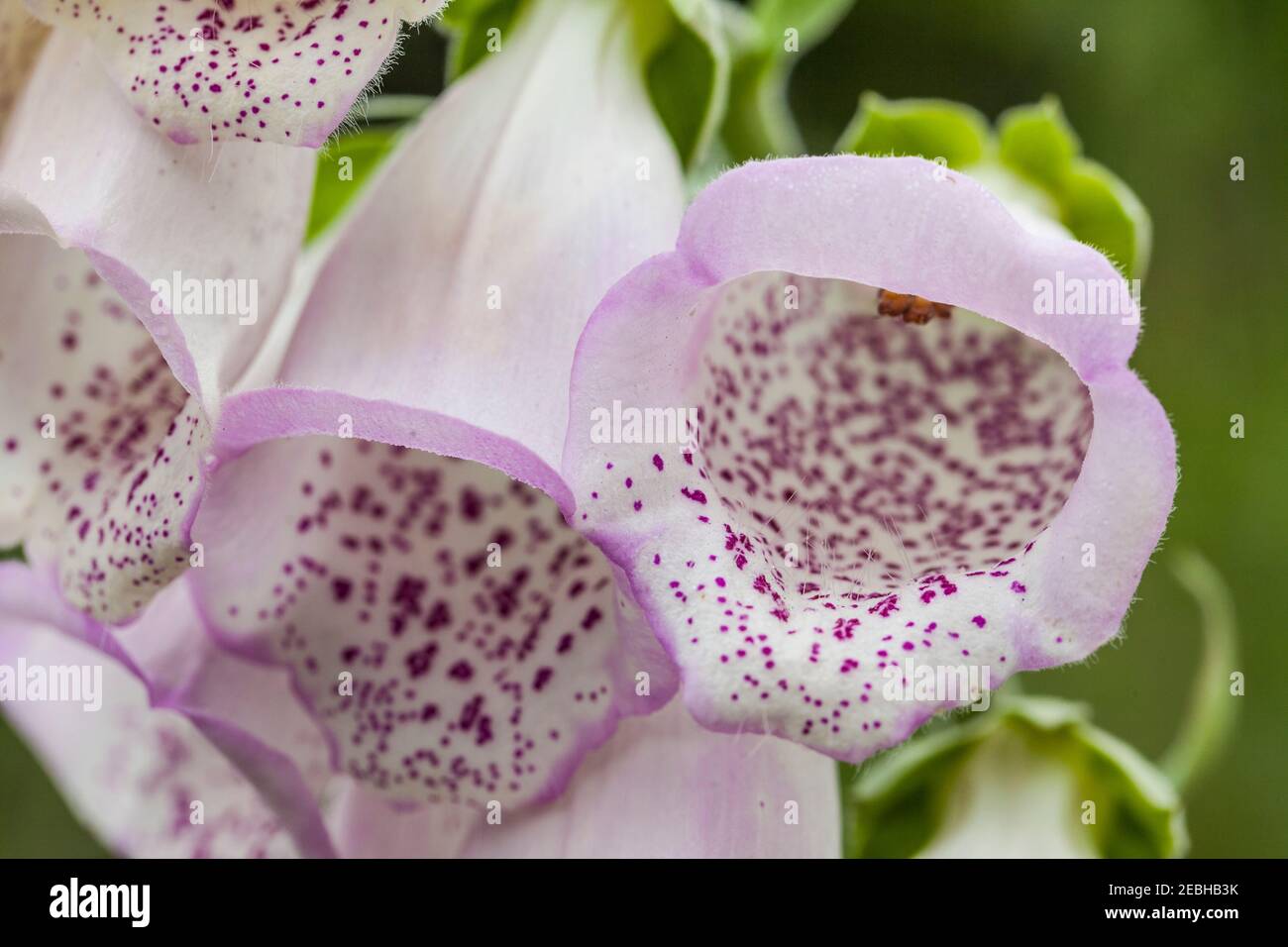 Foxglove (Digitalis purpurea), medicinal plant, Newfoundland Stock ...