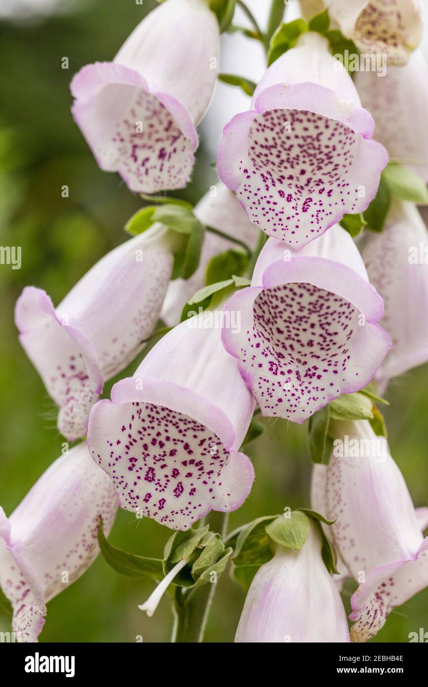 Foxglove (Digitalis purpurea), medicinal plant, Newfoundland Stock ...