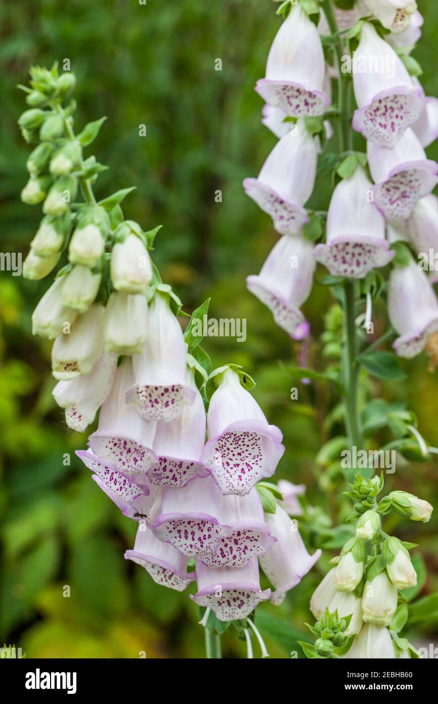 Foxglove (Digitalis purpurea), medicinal plant, Newfoundland Stock ...