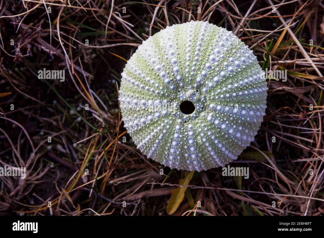 sea urchin shell dropped onto land by a seagull Stock Photo