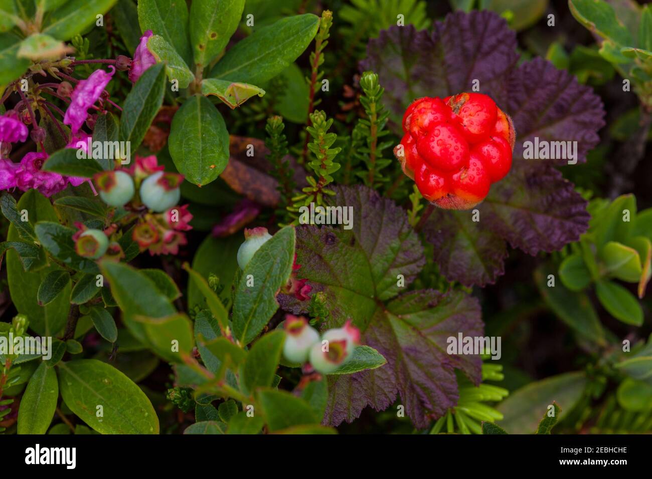 Bake Apple berry, cloudberry (rubus chamaemorus)<Newfoundland, Canada Stock Photo