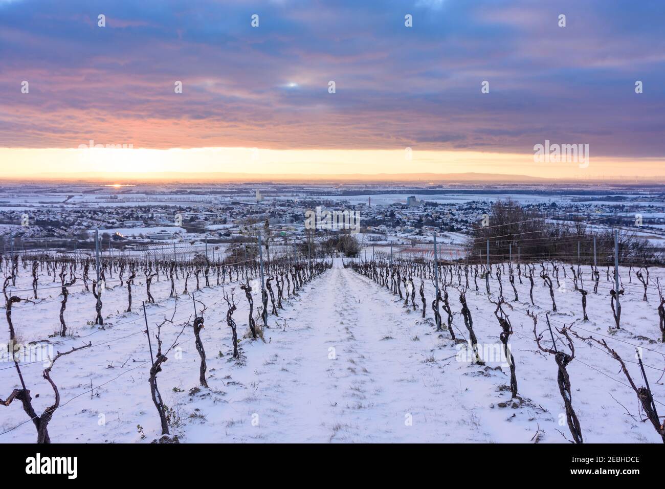 Guntramsdorf: vineyard, Wiener Becken (Vienna Basin), sunrise in Wienerwald, Vienna Woods, Niederösterreich, Lower Austria, Austria Stock Photo
