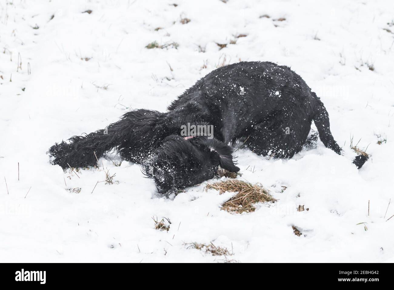 Giant schnauzer dog with black fur playing and rolling in snow in winter and fog weather, Germany Stock Photo