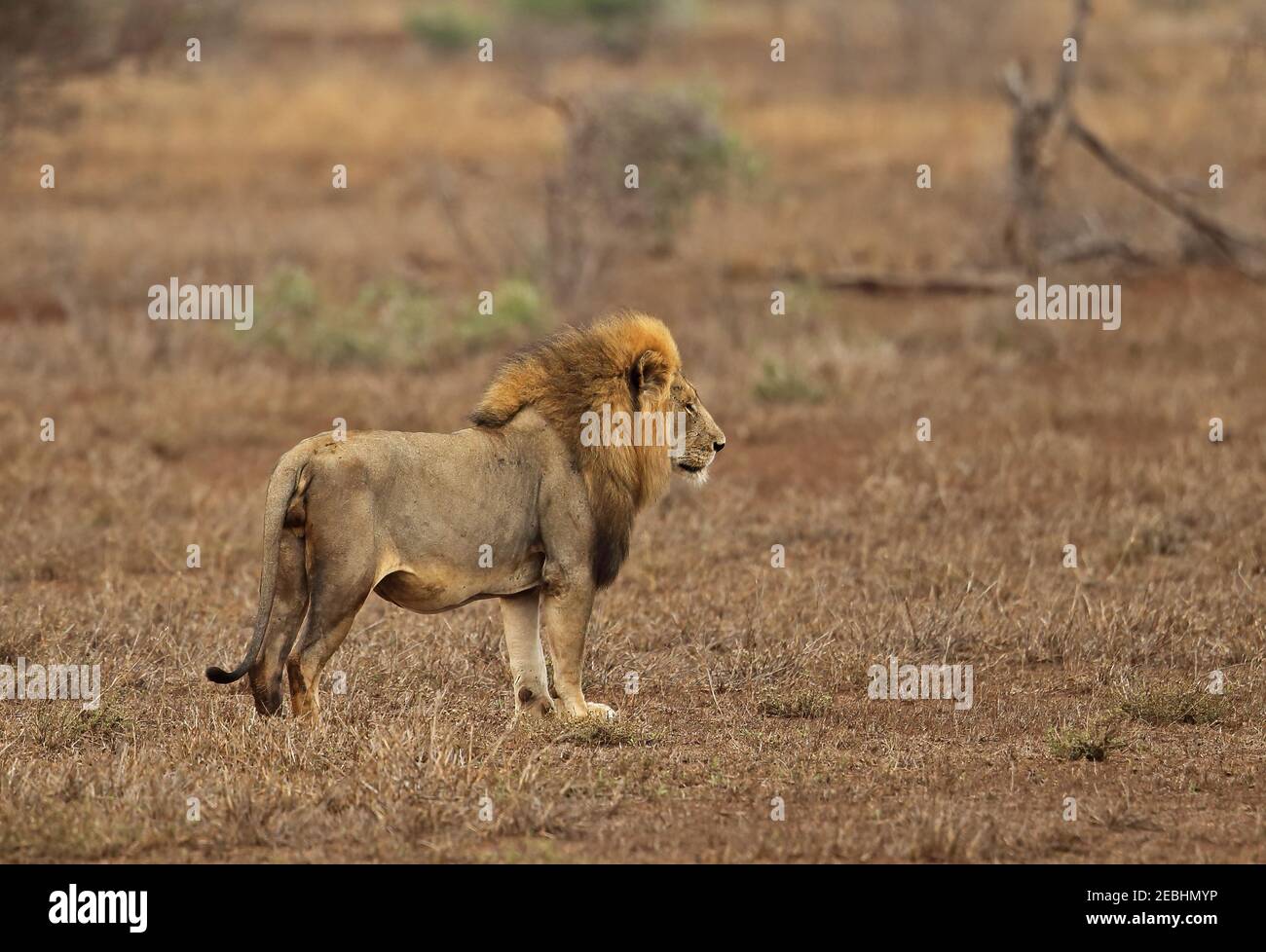 Lion (Panthera leo krugeri) adult male standing in savanna Kruger NP, South Africa          November Stock Photo