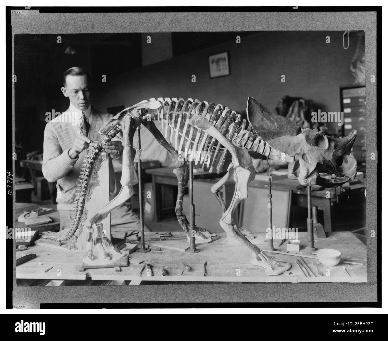 Norman Ross of the division of Paleontology, National Museum, preparing the skeleton of a baby dinosaur some seven or eight million years old for exhibition Stock Photo