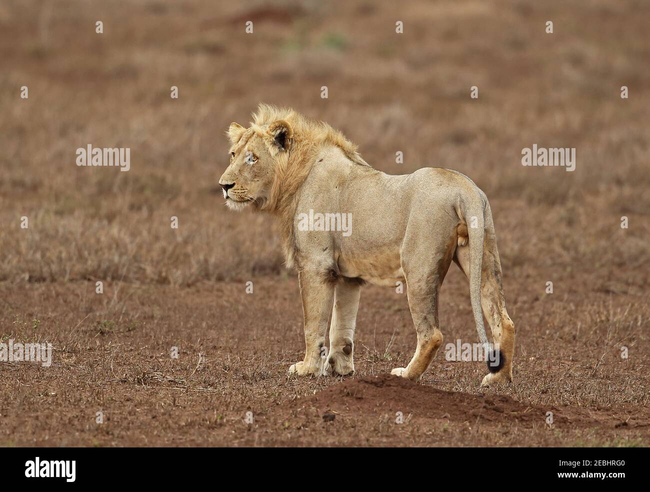 Lion (Panthera leo krugeri) immature 'blond' male Kruger NP, South Africa          November Stock Photo
