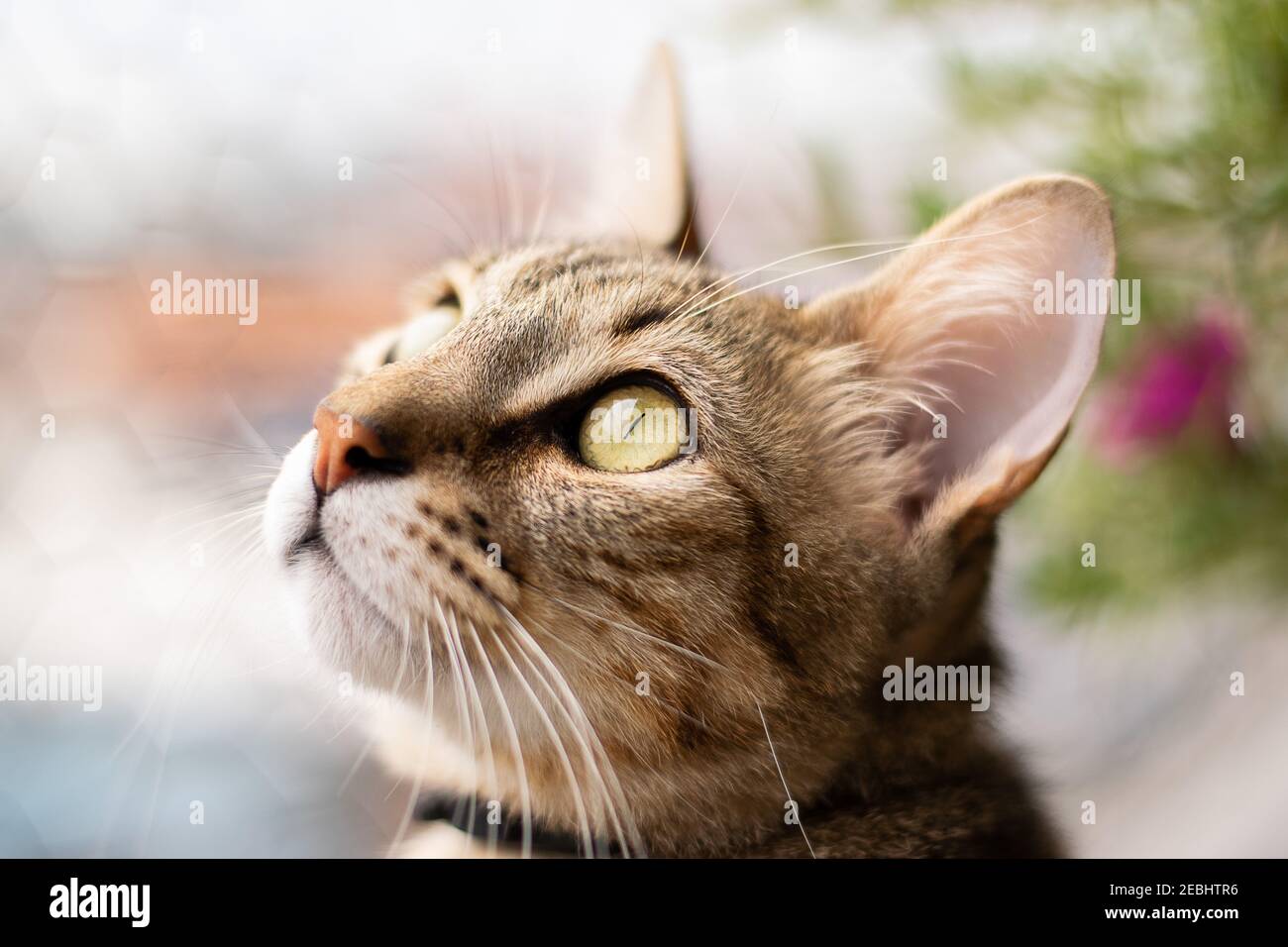 Beautiful tabby cat, brown orange and white, with green eyes, closeup face portrait Stock Photo