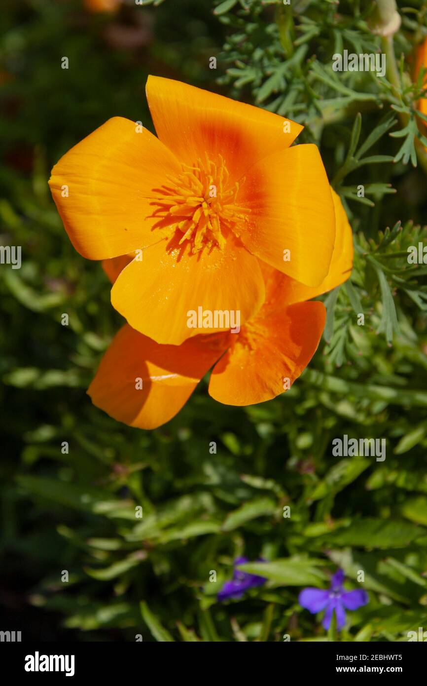 California Poppy, Eschscholzia californica 'Mixed Colors', at Mercer Arboretum in Spring, Texas. The California Poppy is the official flower of the st Stock Photo