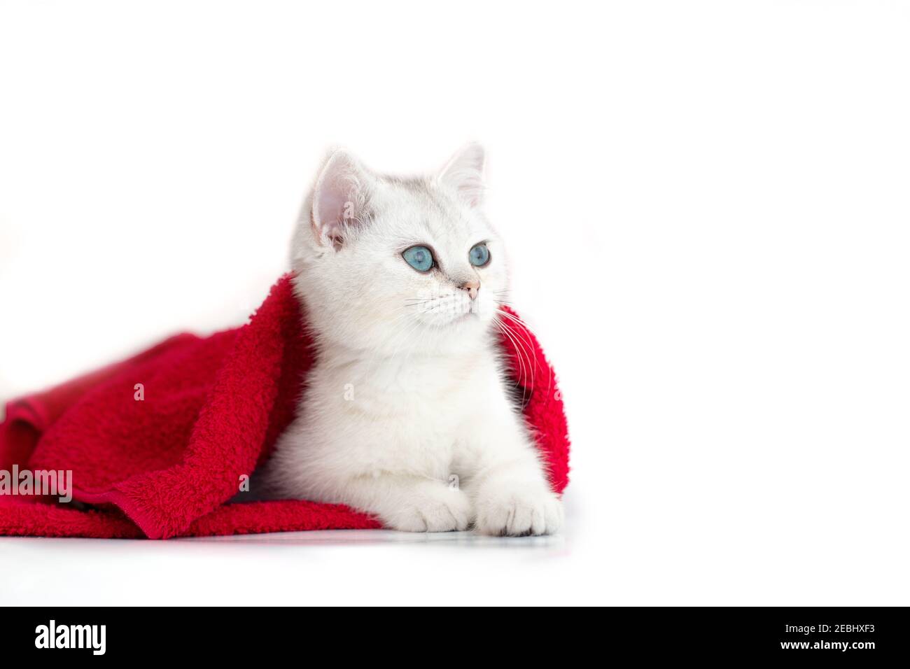 One white cute kitten lies in a red towel on a white background Stock Photo