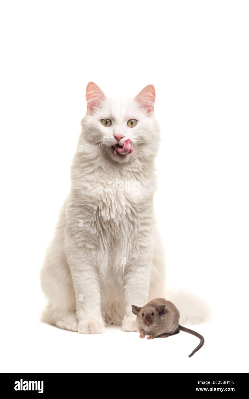 White turkish angora cat sitting looking at the camera licking its lips with a mouse in front of him realising it is in trouble isolated on a white ba Stock Photo